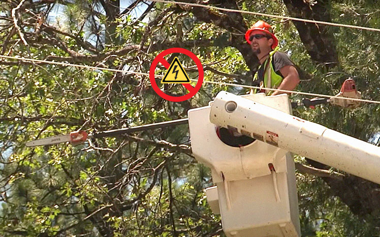 Tree worker near power lines